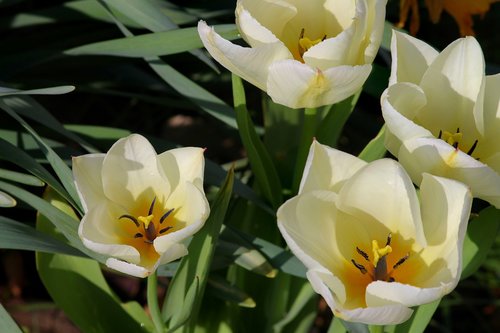 tulips  open  white