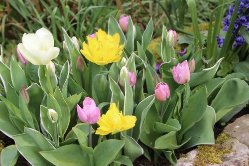 tulips  spring  spring-flowering