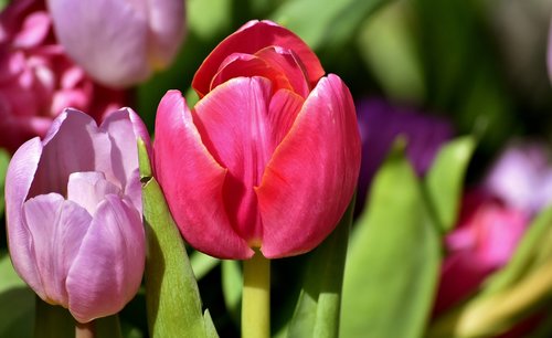 tulips  flowers  colorful