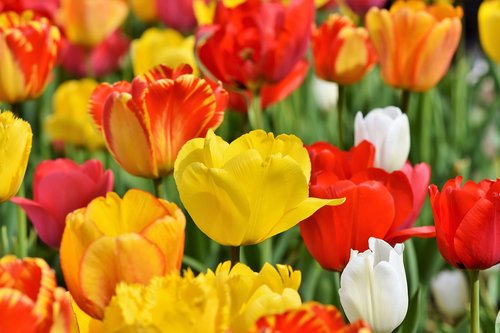 tulips  tulip field  tulpenbluete