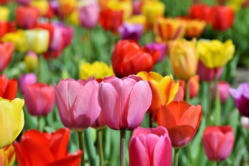 tulips  tulip field  tulpenbluete