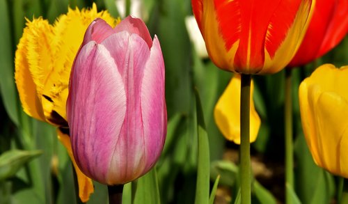 tulips  flowers  colorful