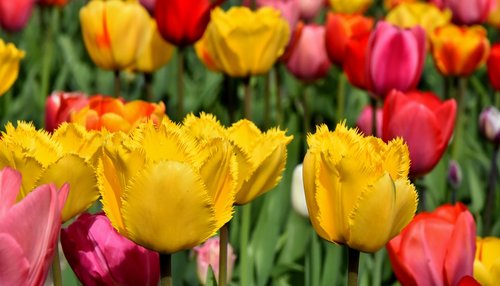 tulips  flowers  colorful