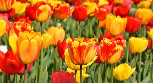 tulips  flowers  colorful