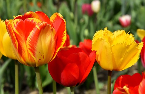 tulips  flowers  colorful