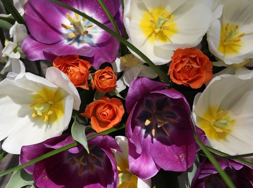 tulips  mov  white