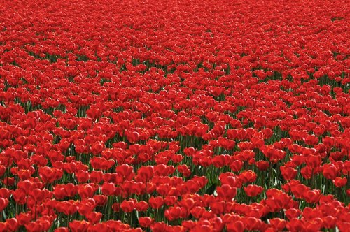 tulips  tulip field  tulpenroute