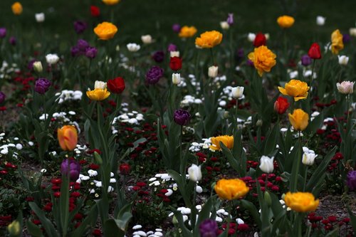 tulips  flowers  supplies