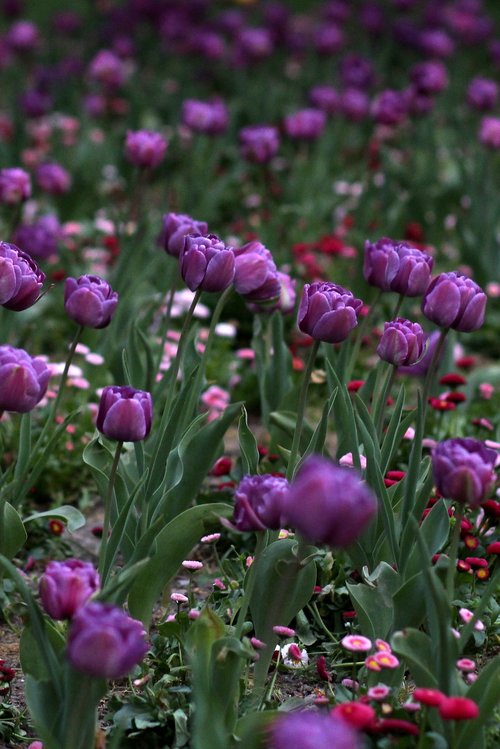 tulips  mov  flowers