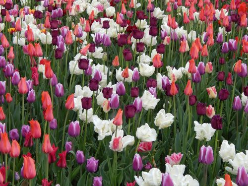 tulips flowers meadow