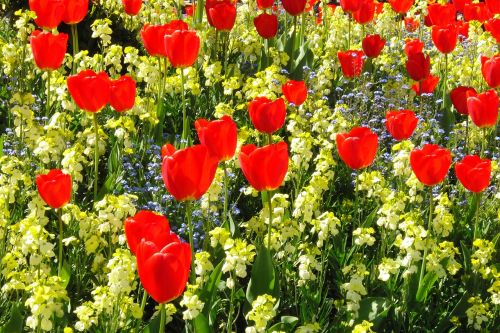 tulips red flowers