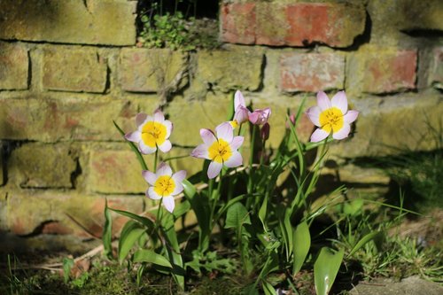 tulips  flower  nature