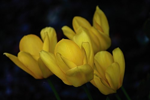 tulips  yellow  blossom