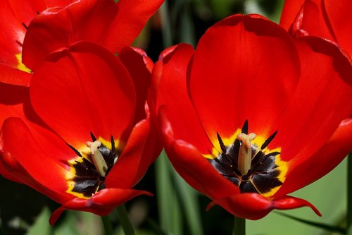 tulips  red  blossom