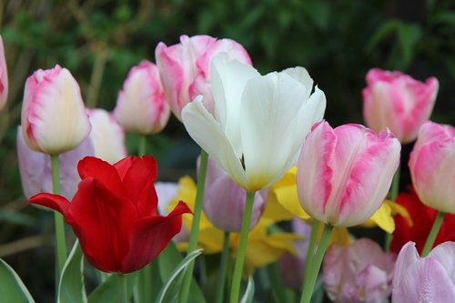 tulips  bouquet tulips  spring-flowering