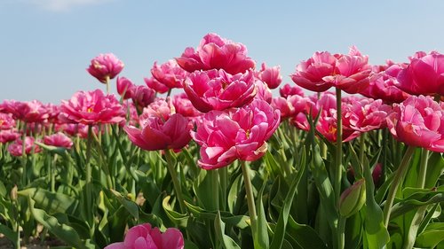 tulips  bulbs  tulip