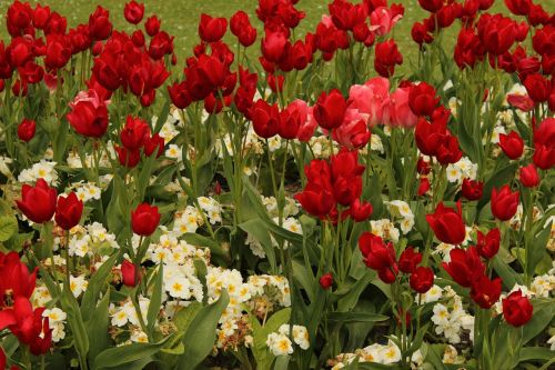 tulips red plant