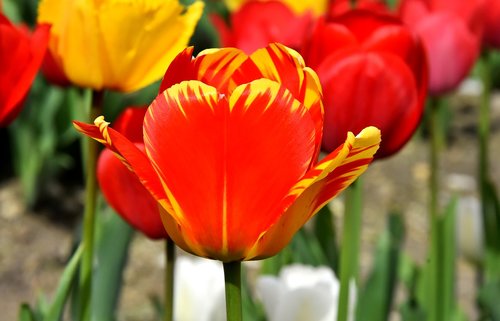 tulips  flowers  colorful