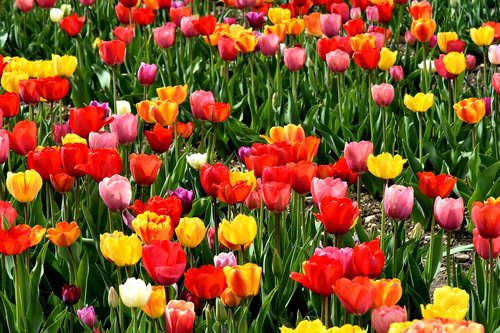 tulips  flowers  colorful