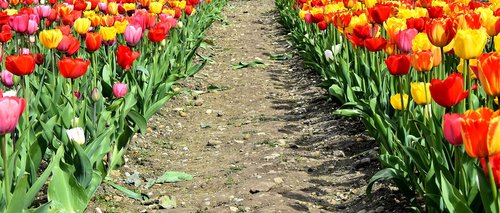 tulips  flowers  colorful