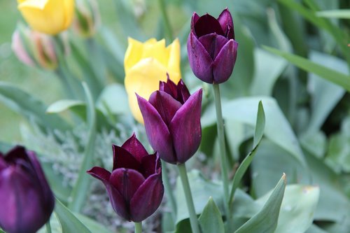 tulips  tulip bordeaux  tulip spring