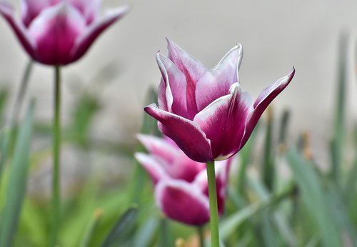 tulips  flowers  colorful