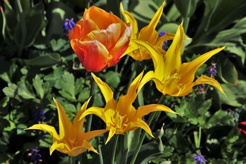 tulips  spring  flower