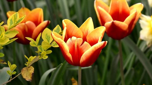 tulips  flowers  colorful