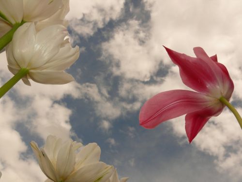 tulips flowers sky