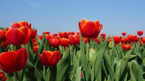 tulips  bulbs  tulip