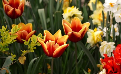 tulips  flowers  colorful