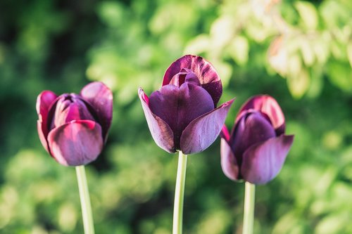 tulips  purple  dark