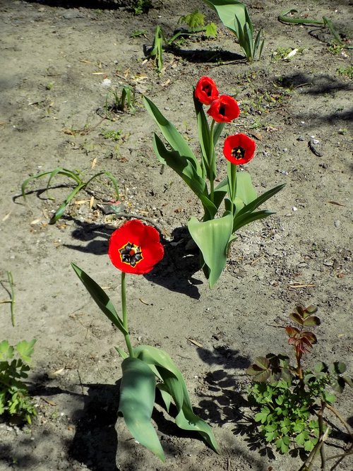 tulips  flower  plant