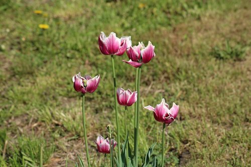 tulips  spring  season