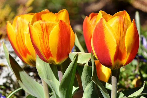 tulips  colorful tulips  schnittblume