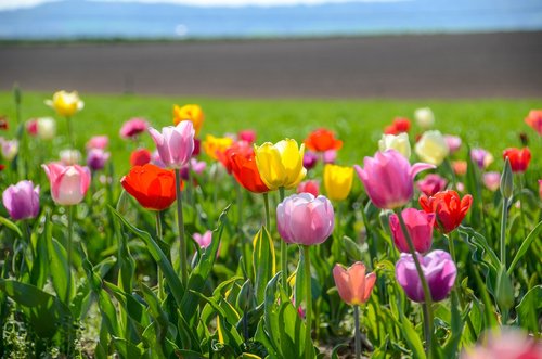 tulips  tulip field  tulpenbluete