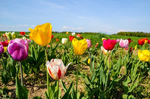 tulips  tulip field  tulpenbluete