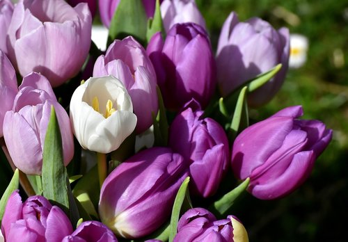 tulips  purple  spring