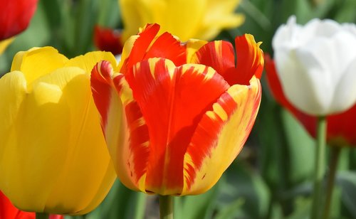 tulips  flowers  colorful