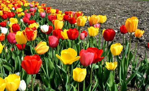 tulips  flowers  colorful