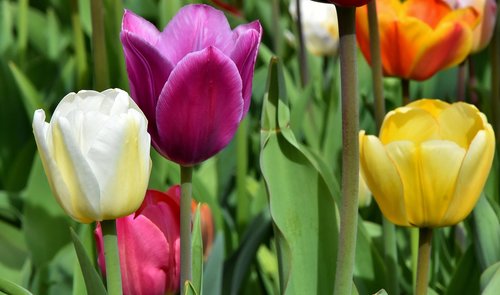 tulips  flowers  colorful