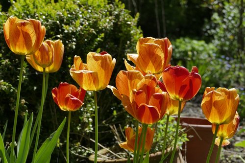 tulips  flowers  orange