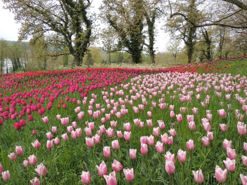 tulips field violet