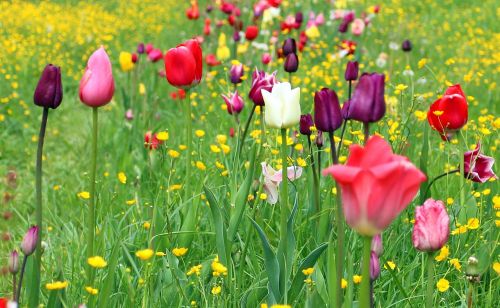 tulips tulip field tulpenbluete