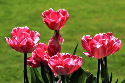 tulips  flower  garden