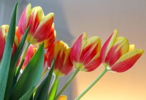tulips  cut flowers  flowers