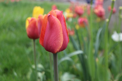 tulips  red  green