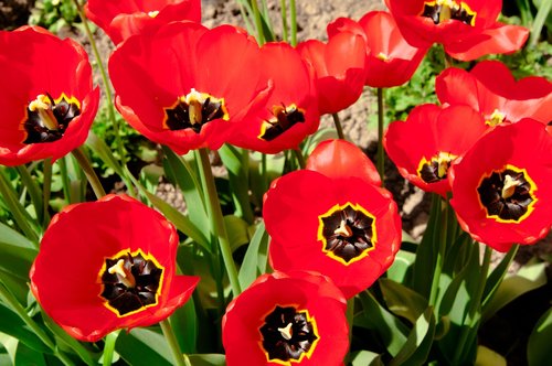 tulips  tulip  flowers