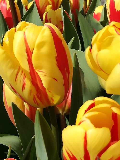 tulips  flowers