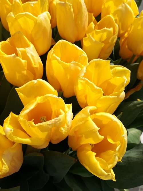 tulips  amsterdam